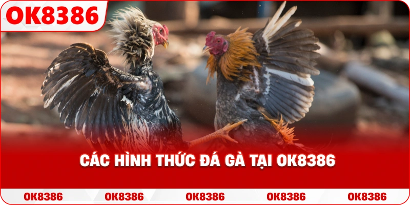 Các hình thức đá gà tại OK8386