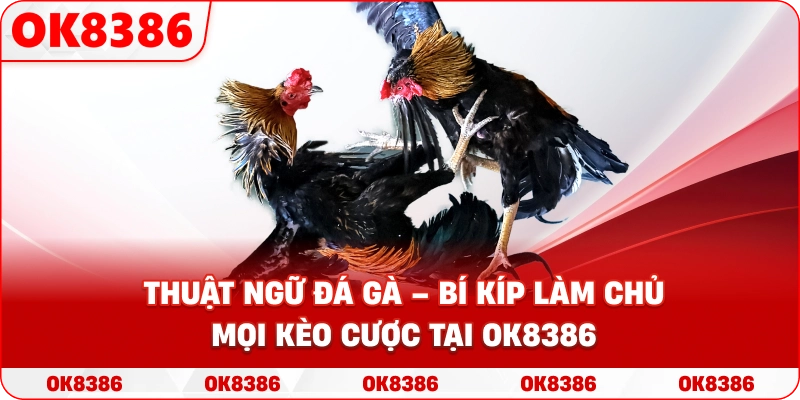 Thuật ngữ đá gà – Bí kíp làm chủ mọi kèo cược tại OK8386